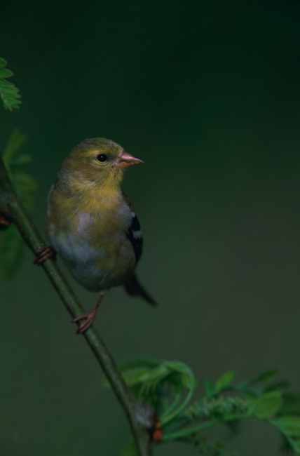 American goldfinch perched on a leafy branch