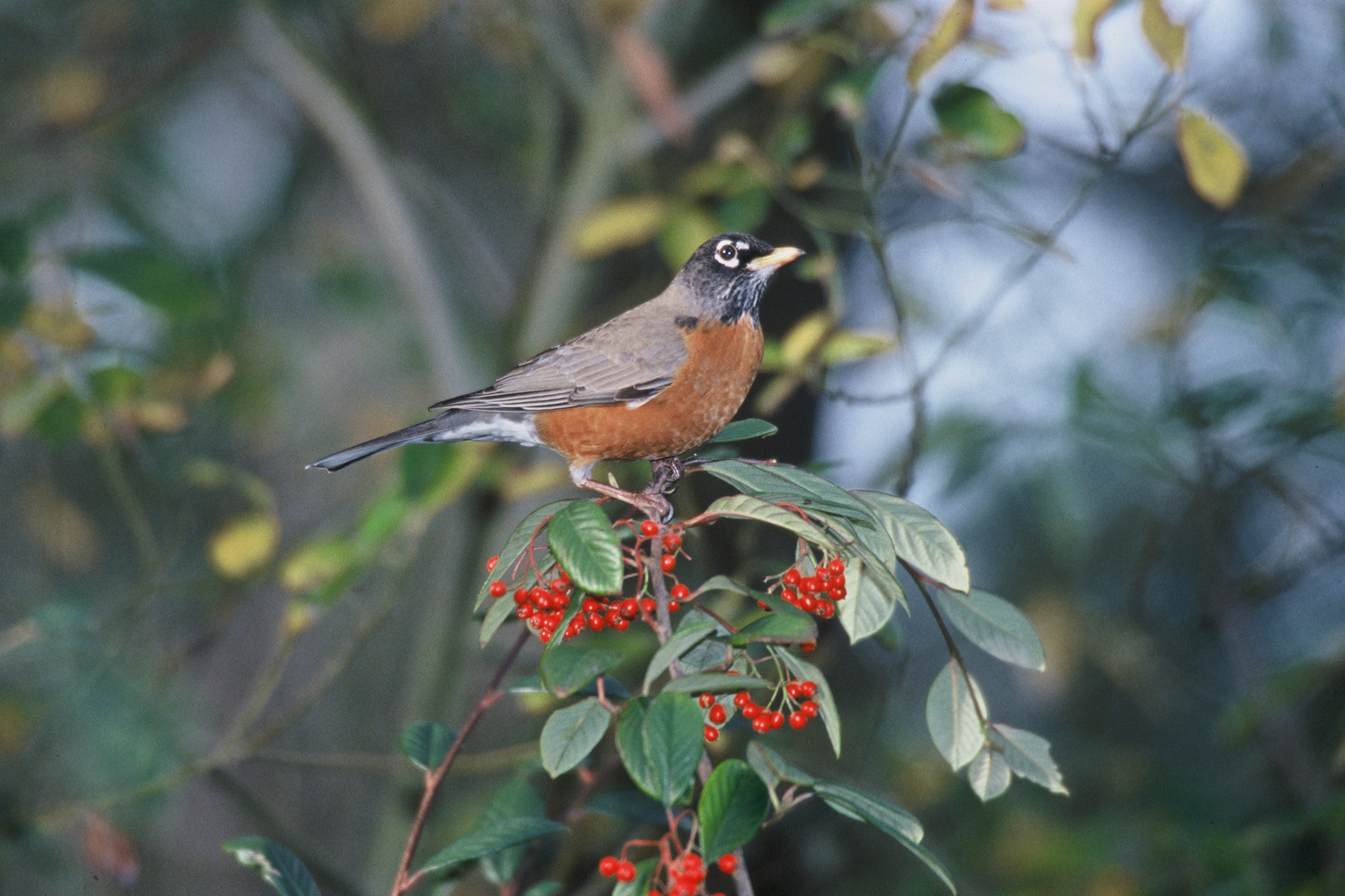 American robin with an orange breast perched above red berries