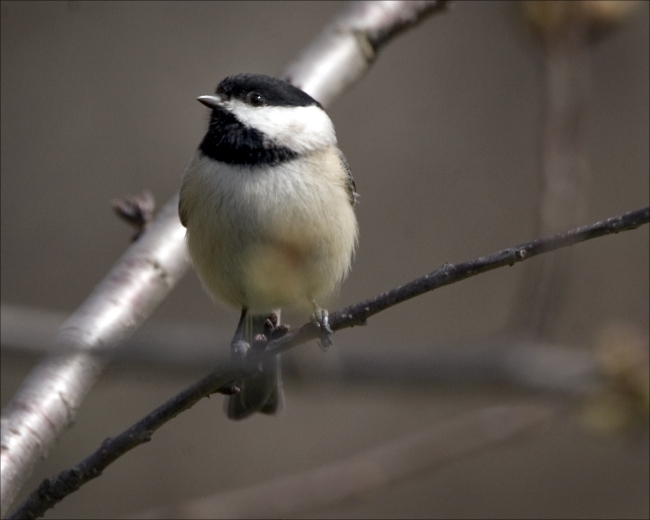 Black-capped chickadee with white cheeks perched on a twig