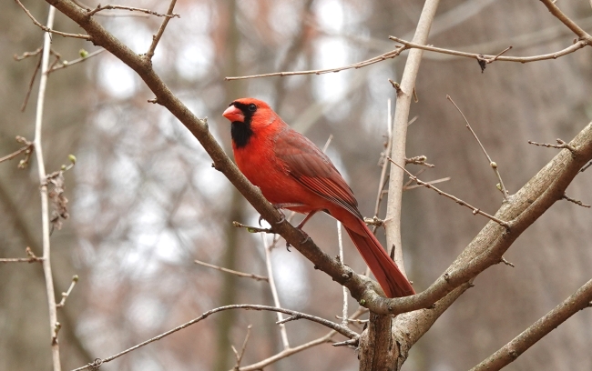 Red male northern cardinal perched on a branch